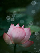 TTArtisan Objectif Bubble Bokeh Plein Format 100mm F2.8 pour Caméras à Monture M42、Leica-M