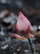 TTArtisan Objectif Bubble Bokeh Plein Format 100mm F2.8 pour Caméras à Monture M42、Leica-M