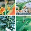 TTArtisan 50 mm F0.95 Objectif manuel pour appareils photo Fuji, Sony, M4/3 et Nikon