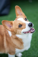 VILTROX 75mm F1.2 PRO Level XF Objectif pour Appareils Photo Fuji/Nikon/Sony