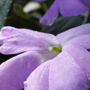 PERGEAR 60 mm F2.8 MK2 Objectif macro plein format à grossissement 2X