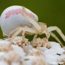 PERGEAR 60 mm F2.8 MK2 Objectif macro plein format à grossissement 2X