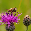 PERGEAR 60 mm F2.8 MK2 Objectif macro plein format à grossissement 2X