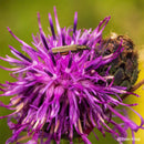 PERGEAR 60 mm F2.8 MK2 Objectif macro plein format à grossissement 2X